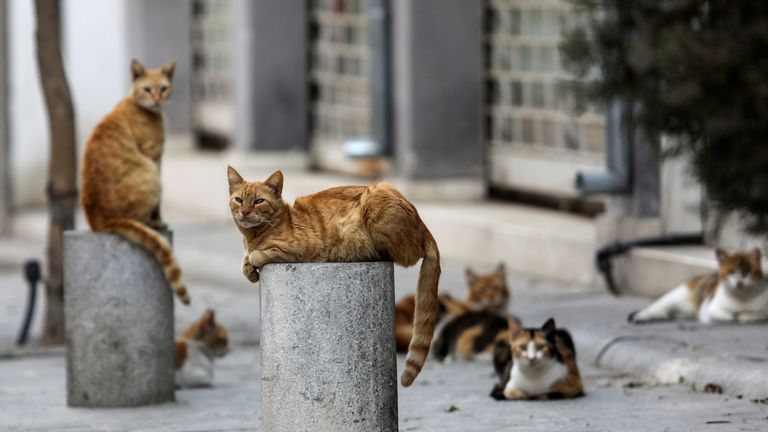Deadly Cat Virus Outbreak in Cyprus Raises Concerns of Catastrophic Impact if Spread to the UK