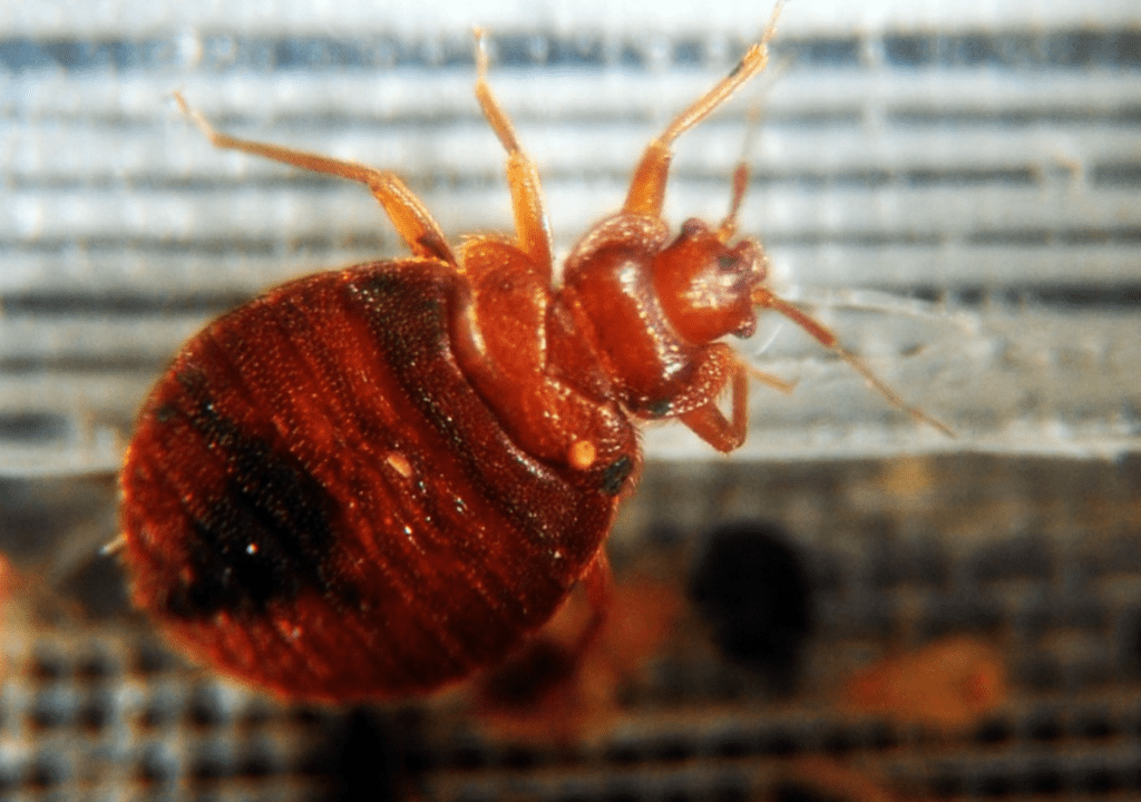 Is London Prepared for the Bedbug Invasion from Paris?