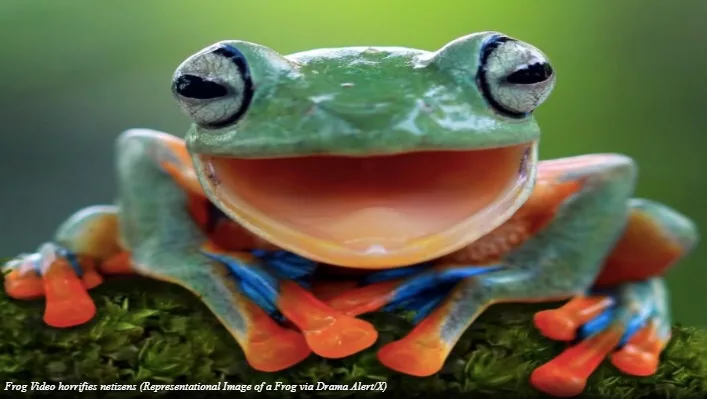 Disturbing Twitter 'Frog Video' Sparks Outrage Online, Highlights Alarming Trend in Bestiality Content